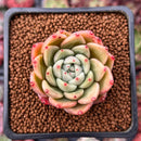 Echeveria Agavoides 'Rajoya' 2" Succulent Plant