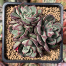 joann succulents Echeveria 'Joan Daniel' 3" Cluster Succulent Plant – True Succulents Plant Co