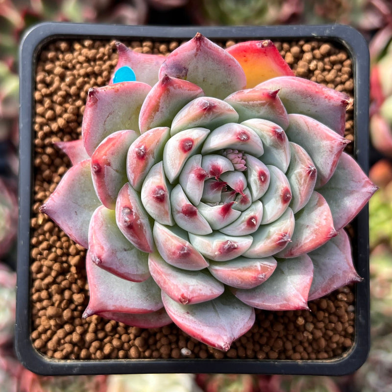 chihuahuaensis succulent Echeveria 'Chihuahuaensis' 2" Succulent Plant