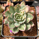 Echeveria 'Bradburiana' Variegated 2" Cutting Succulent Plant