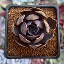 Echeveria 'Black Mamond' 1"-2" Succulent Plant