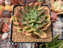Echeveria 'Bob Jolly' Variegated 4" Succulent Plant
