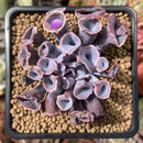 Echeveria 'Trumpet Pinky' 2" Succulent Plant