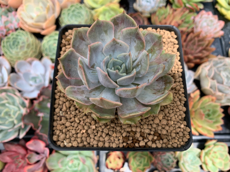 mutated succulent Echeveria 'Fiona' Mutated/Variegated 2