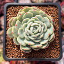 Echeveria 'White Farm' 2" Succulent Plant