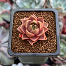 Echeveria 'Mysterious Rose' 1" Succulent Plant