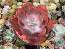 Echeveria 'Frill sp.' 6" Succulent Plant