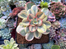 Echeveria 'Suyeon' Variegated 3" Succulent Plant