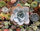 Echeveria 'White Lotus' 3" Powdery Succulent Plant