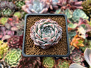 Echeveria 'Rosalina' 1" Powdery Succulent Plant