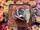Echeveria 'Flying Cloud' Variegated 2" Succulent Plant