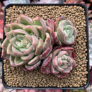 Echeveria 'Snow Elian' 3" Cluster Succulent Plant