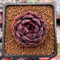 Echeveria 'Graphite' 1" New Hybrid Succulent Plant