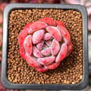 Echeveria 'Starmark' 1" Succulent Plant
