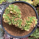 Echeveria 'Brian Rose' Crested 3"-4" Succulent Plant