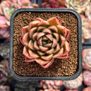 Echeveria 'Duke' 2" Succulent Plant
