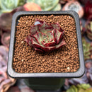 Echeveria 'Longissima' 1" Small Succulent Plant