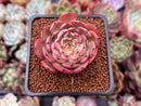 Echeveria 'Zeta' 1" Succulent Plant