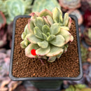 Echeveria 'Minibelle' Variegated 2" Succulent Plant