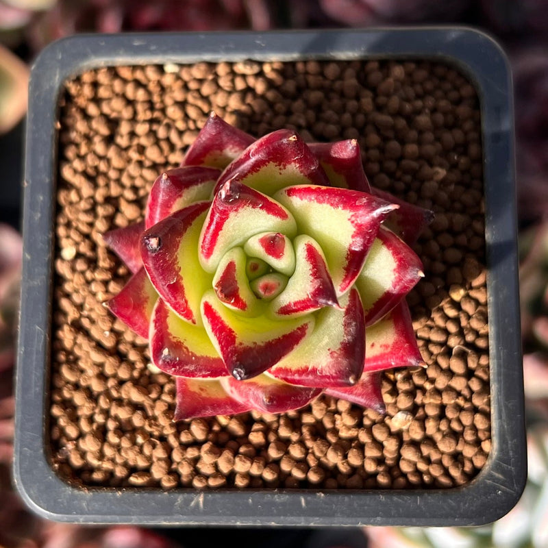 Echeveria Agavoides 'Jelly Cassiopeia' 1