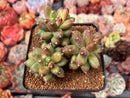 Pachyphytum 'Compactum' 2"-3" Cluster Succulent Plant