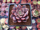Echeveria 'Vasilisa' 1"-2" Succulent Plant