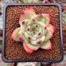 Echeveria 'Exitazo' 1" Succulent Plant