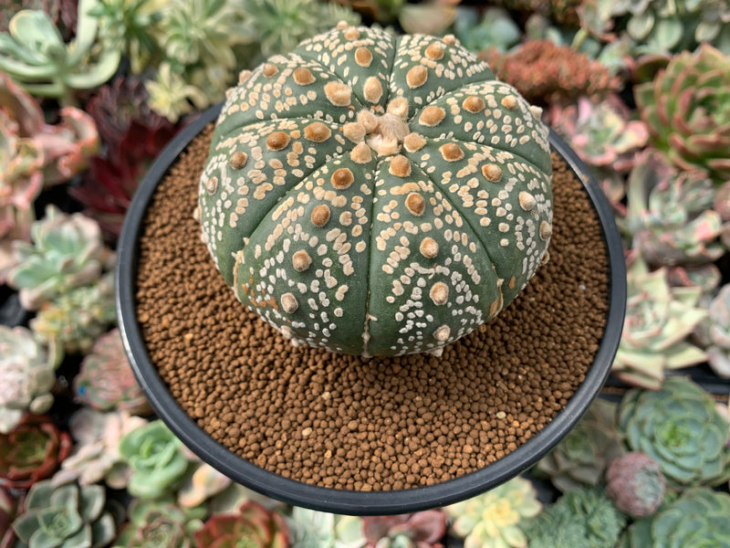 astrophytum asterias kaufen Astrophytum Asterias 'Mirakuru' 4