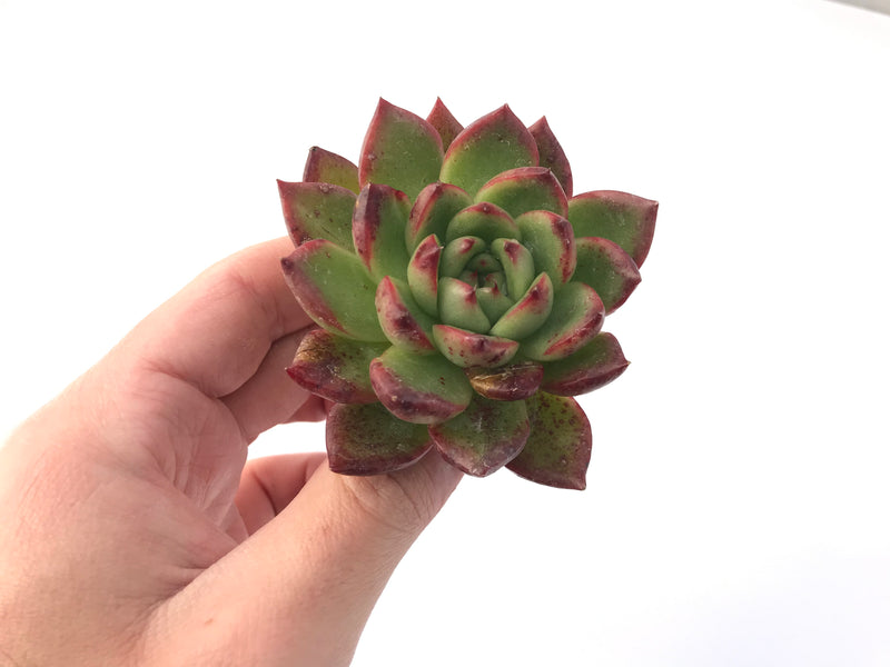 succulent plant pebbles Echeveria Agavoides 'Pebbles' 3" Succulent Plant – True Succulents Plant Co