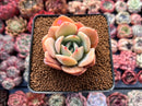 Echeveria 'Lemon Tree' 2" Succulent Plant