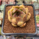 Echeveria 'Citrine' 1"-2" Seed Grown Air Magic Hybrid Succulent Plant