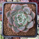 Echeveria 'Monello' 2" New Hybrid Succulent Plant