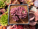 Echeveria 'SuperB' 2"-3" New Hybrid Succulent Plant