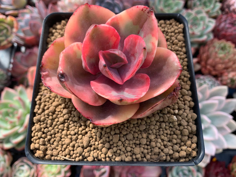 golden state succulents Echeveria 'Golden State' Variegated 2" Succulent Plant – True Succulents Plant Co