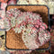 Echeveria 'Tuxpan' Crested 3" Succulent Plant