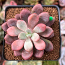 Echeveria 'Polari Heart' 2" Succulent Plant