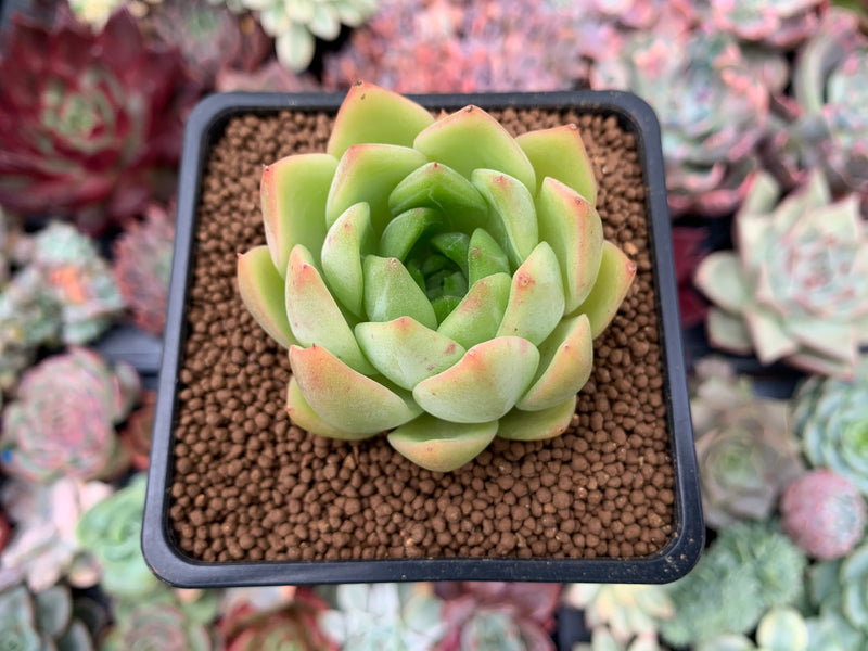 midnight succulent Echeveria Agavoides 'Midnight Ebony' 2" Succulent Plant – True Succulents  Plant Co