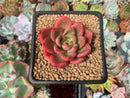 Echeveria Agavoides 'Chapote' 2" Succulent Plant