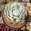 Echeveria 'Orange Monroe' 4" Succulent Plant