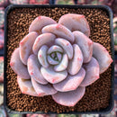 Echeveria 'La Bamba' 2" Succulent Plant
