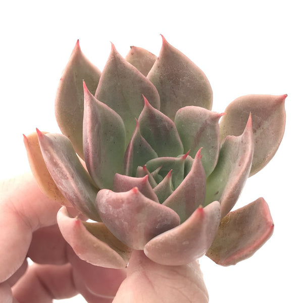 Echeveria Agavoides 'Charbonnier' New Hybrid 2"-3" Succulent Plant