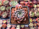 Echeveria 'Momentum' 2" Succulent Plant