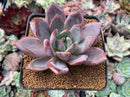 Echeveria 'Purple Champaign' 3" Succulent Plant