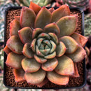 Echeveria Agavoides sp. Succulent Plant