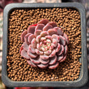 Echeveria 'Shella' 1" Small Succulent Plant