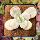 Cotyledon 'Orbiculata' Variegated 2" Succulent Plant