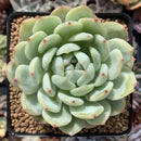 Echeveria sp. 3"-4" Powdery Succulent Plant
