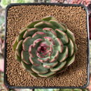 Echeveria Agavoides 'Black Queen' Round-Leaf 2" Succulent Plant