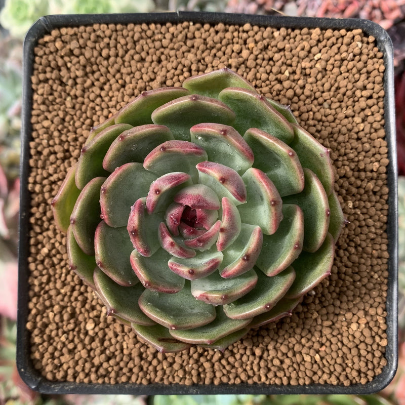 Echeveria Agavoides 'Black Queen' Round-Leaf 2