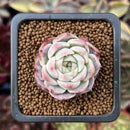 Echeveria 'Pink Spot' 1" Succulent Plant